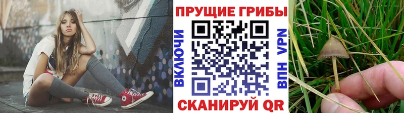 где можно купить наркотик  Коряжма  Псилоцибиновые грибы Psilocybe 